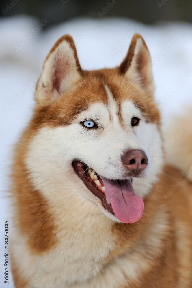 Siberian husky dog portrait