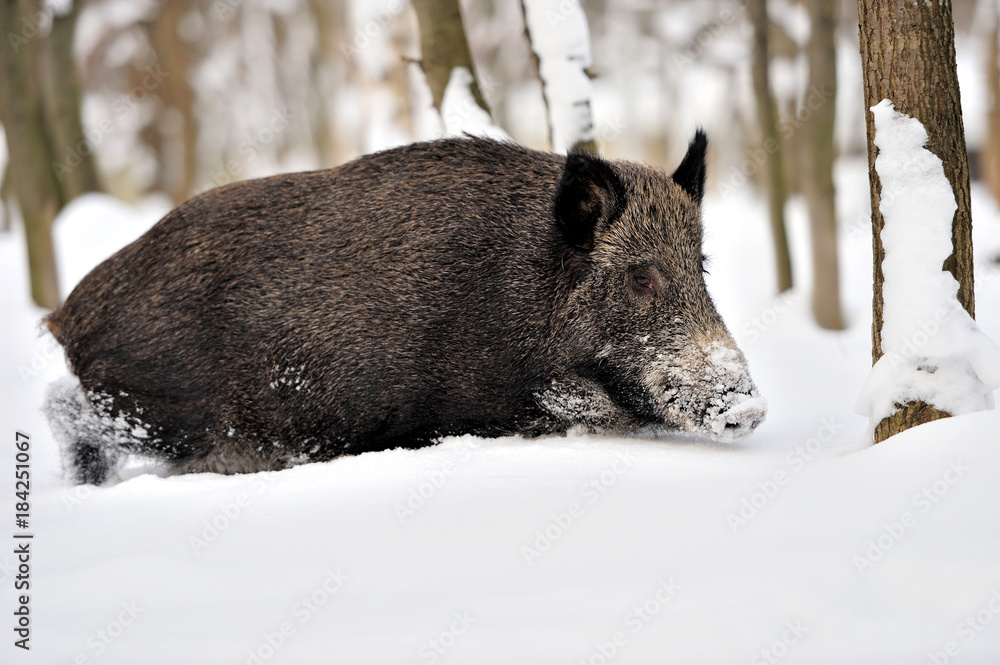 Wild boar