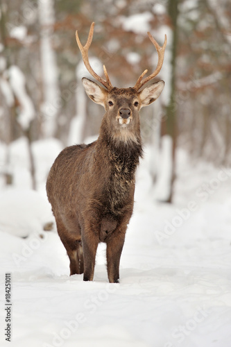 Deer in winter time © byrdyak