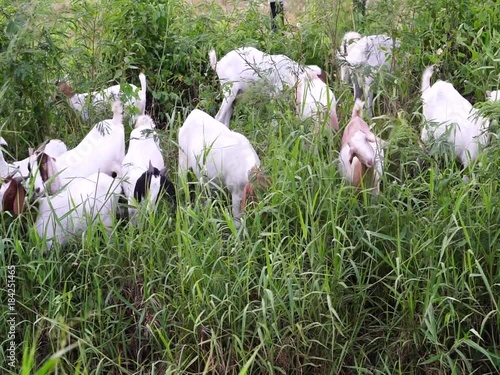 Herd goats eating grass in Thailand