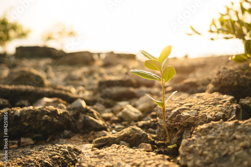 nature background closeup small plants with stone, sunshine and evening sky. image for environment, wild, scenery, idea concept