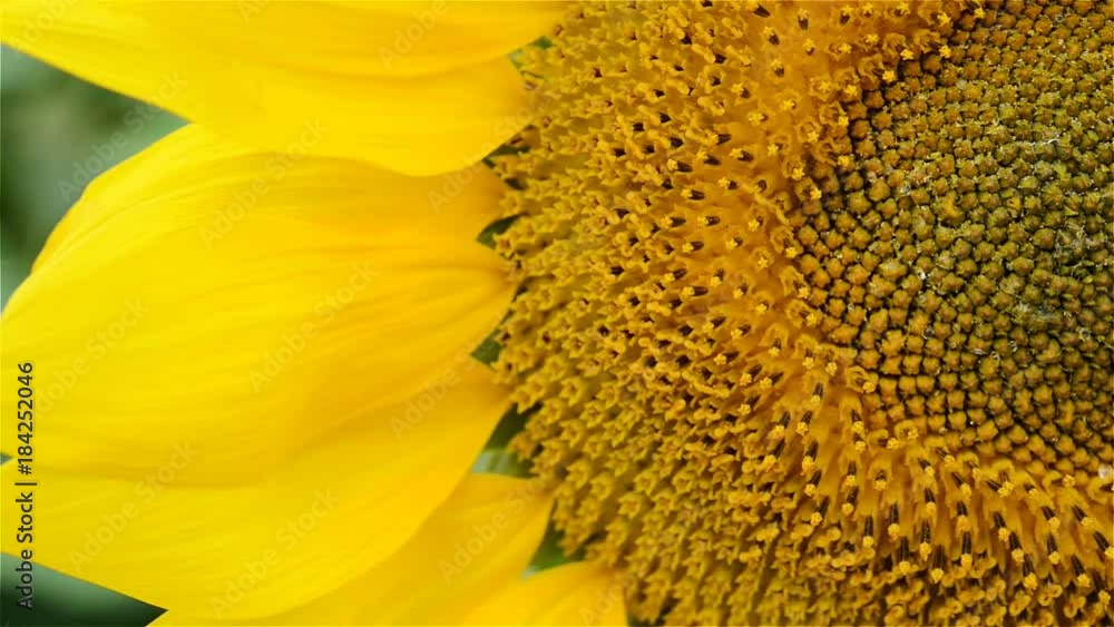 beautiful sun flower in the wind close up beautiful sun flower in the wind close up