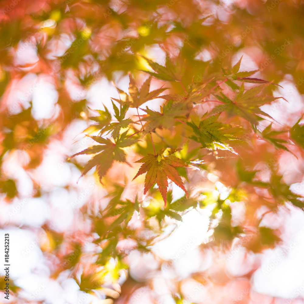 Maple leaves, Japan autumn season Maple leaves, Japan autumn season
