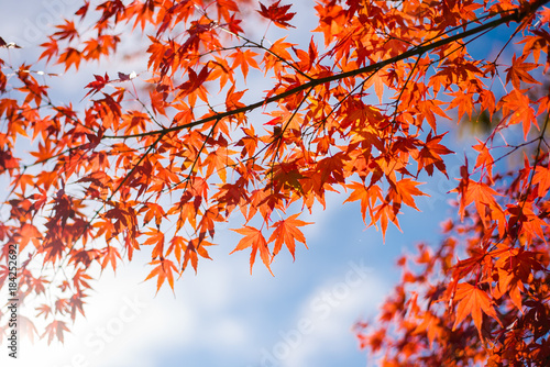 Maple leaves, Japan autumn season