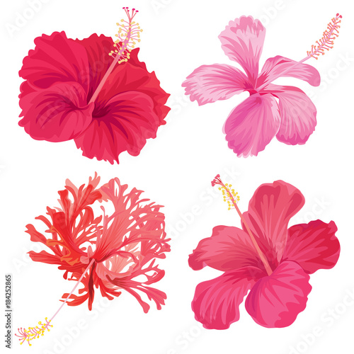 Beautifu hibiscus syriacus flowers on white background. Vector set of blooming tropical floral for wedding invitations and greeting card design. 