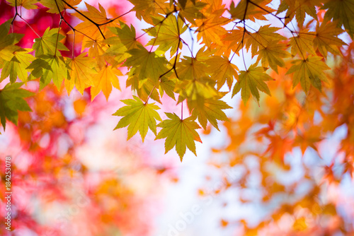 Maple leaves, Japan autumn season