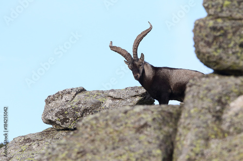 iberian wild goat © Paolo