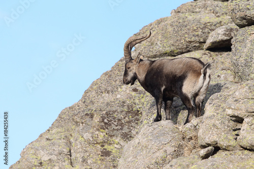 iberian wild goat