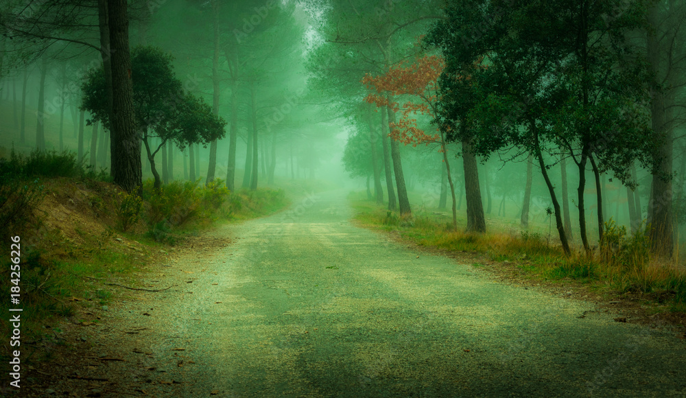 Obraz premium Magical Forest