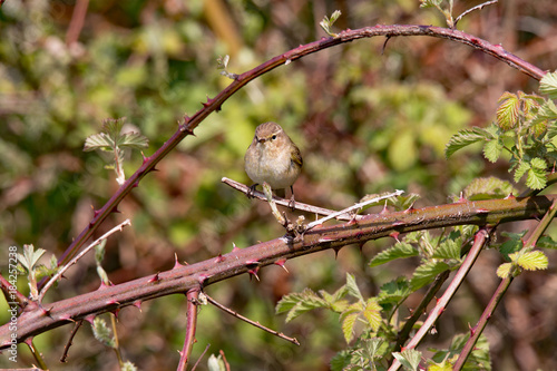 Kleiner Vogel auf einen Waldbeerenzweig im Frühling