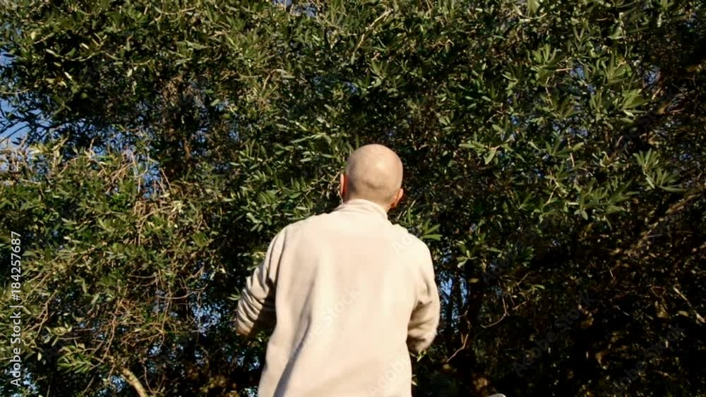 Olive Harvest Days,man under olive tree in Italy Olive Harvest Days,man under olive tree in Italy