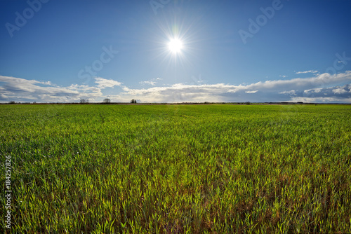 Paisaje con hierba y sol