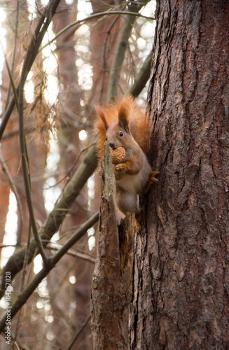 Squirrel in the forest © ola_pisarenko