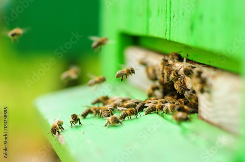 traditional apiary © Jakub