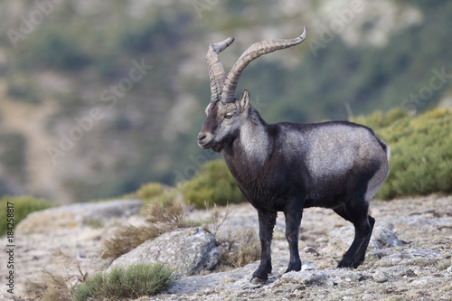 iberian wild goat