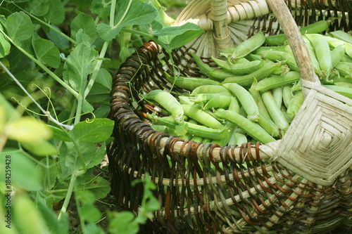 Harvest of green fresh peas picking in basket . Green pea pods on agricultural field. Gardening background with green plants