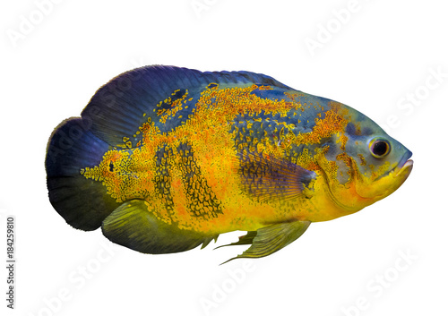 Photography Astronotus ocellatus