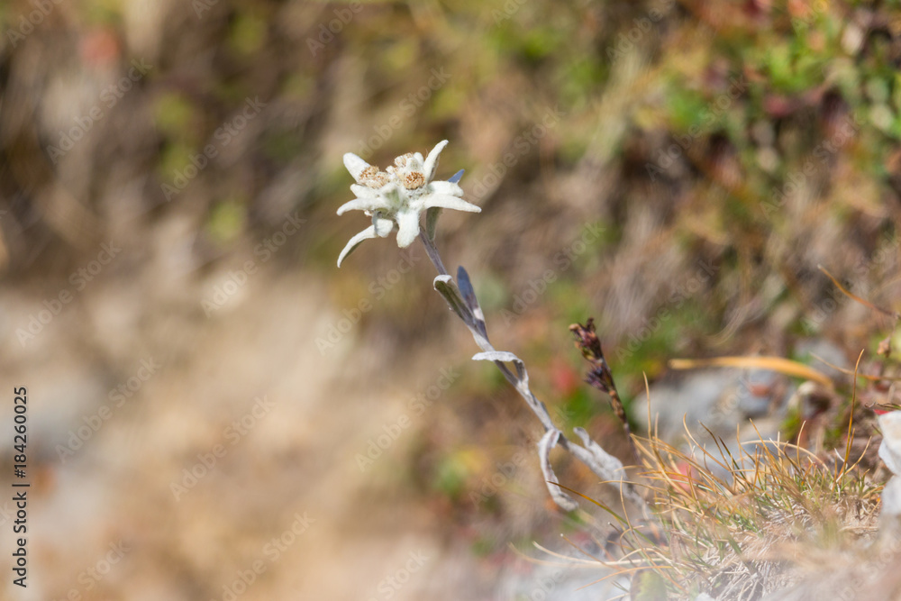 Fototapeta premium blooming edelweiss flower (leontopodium alpinum) in alpine meadow