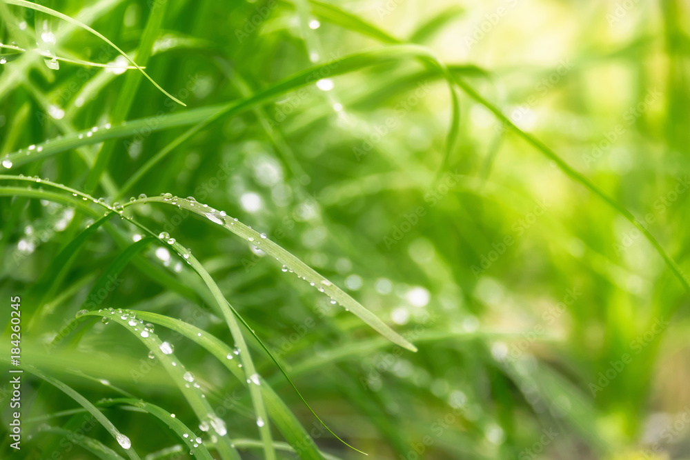 Spring or summer abstract scenes. Nature background with water drops on a green grass macro. Spring or summer abstract scenes. Nature background with water drops on a green grass macro.