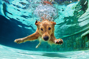 Acrylglasbilder Hund Labrador Welpe taucht im Pool  © Tropical studio