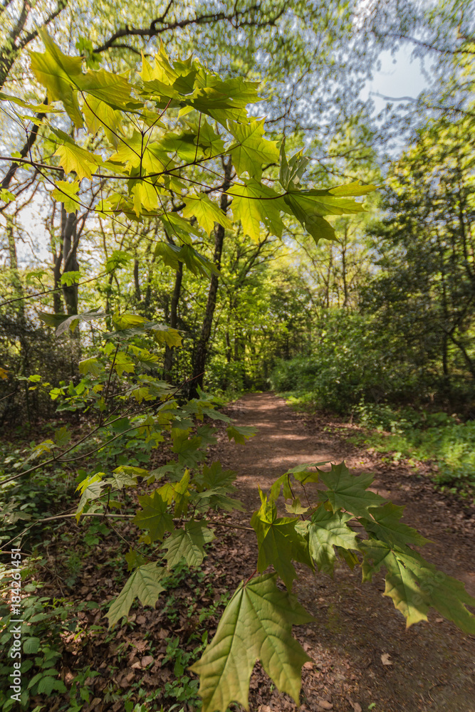 Fototapeta premium Waldweg