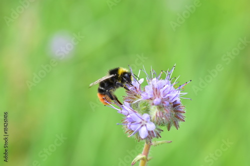 bumblebee © Jakub