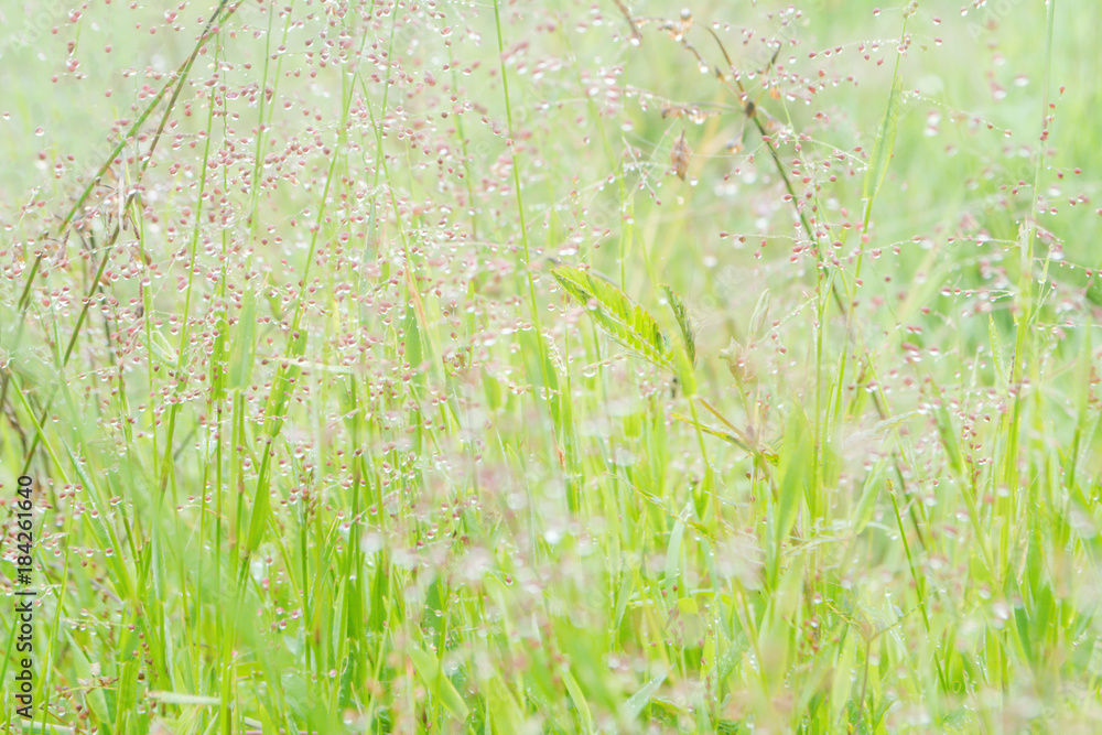 fresh spring grass flower with dew drops nature background fresh spring grass flower with dew drops nature background