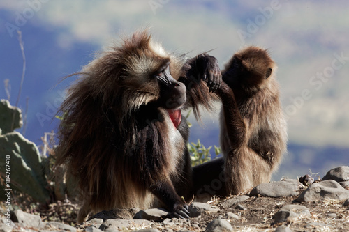 Two gelada baboons  Theropithecus gelada  in Debre Libanos