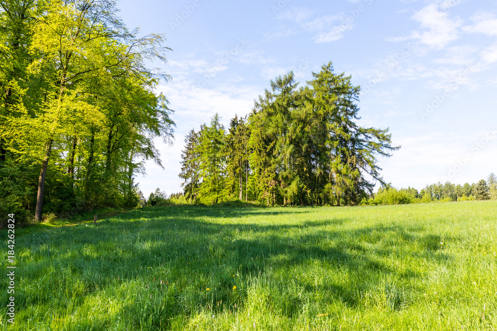 Obraz premium Waldesrand im Mai