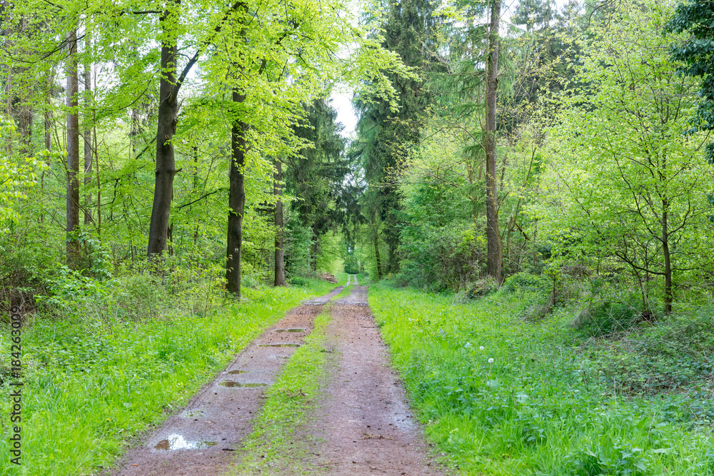Wald im Mai Wald im Mai