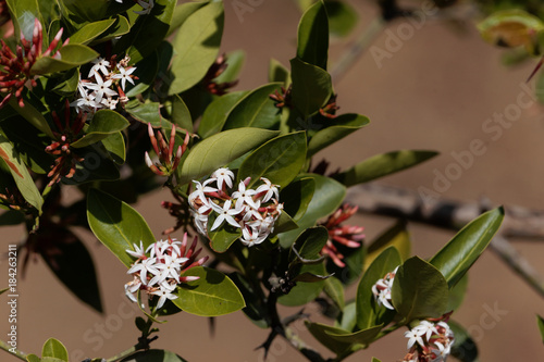 Flowers of a bush plum (Carissa spinarum) photo