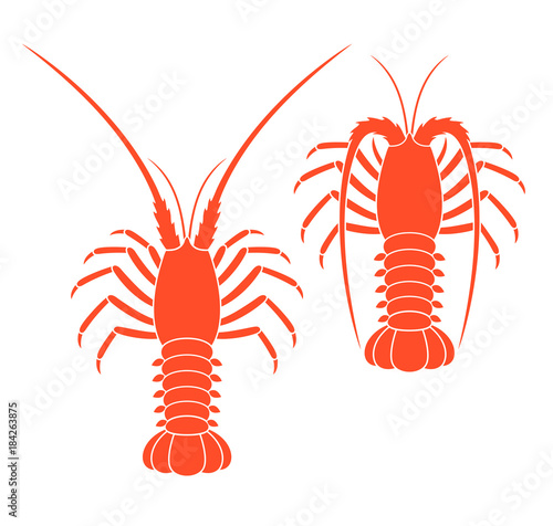 Spiny lobster set. Isolated spiny lobster on white background