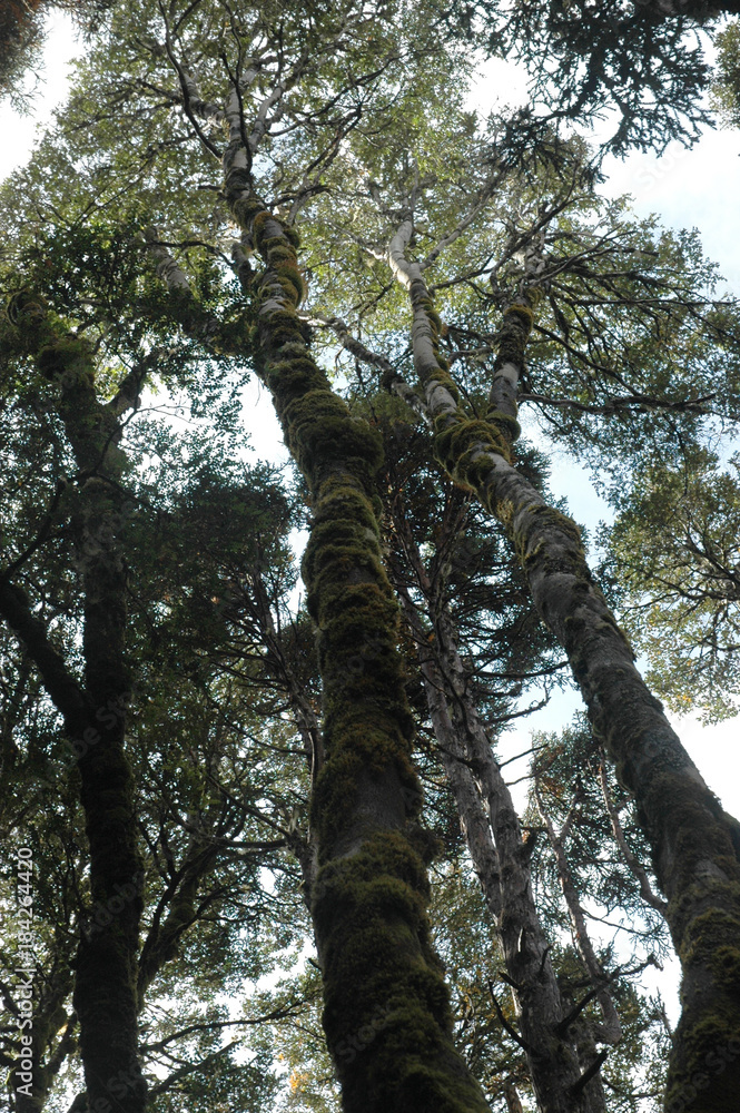 Fototapeta premium A view from ground level looking up tree trunks into the canopy.