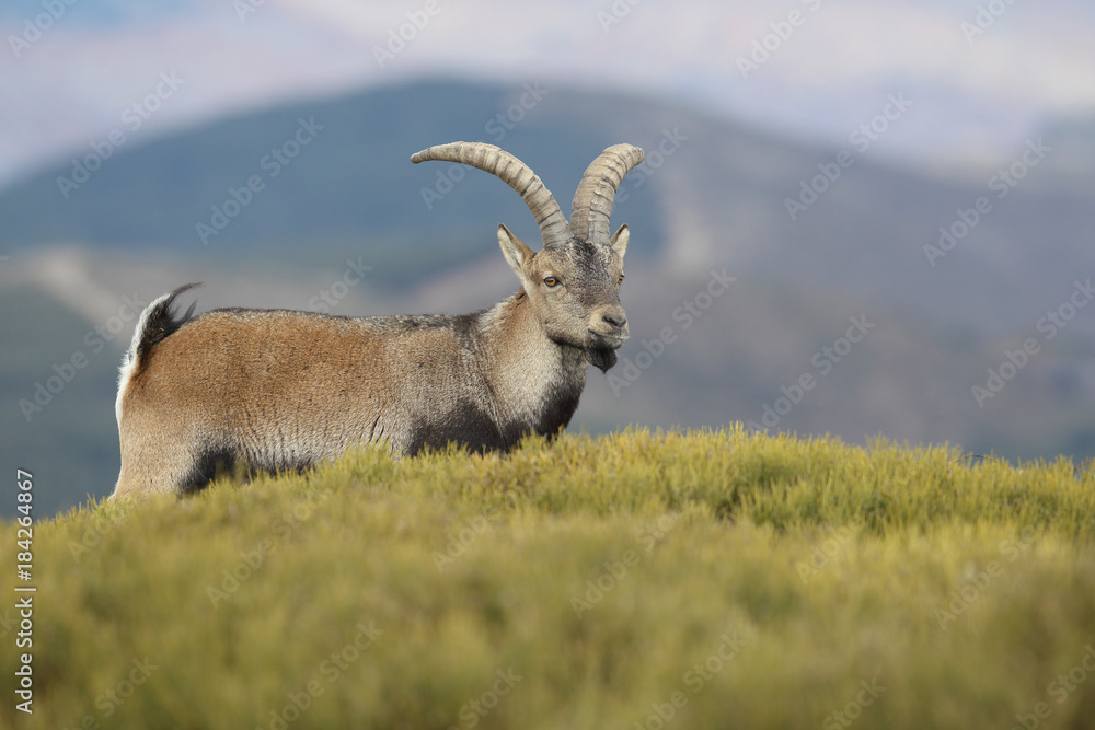 Iberian wild goat Iberian wild goat