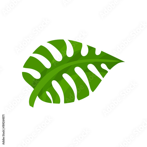 Green monstera plant leaf, summer time cartoon vector Illustration