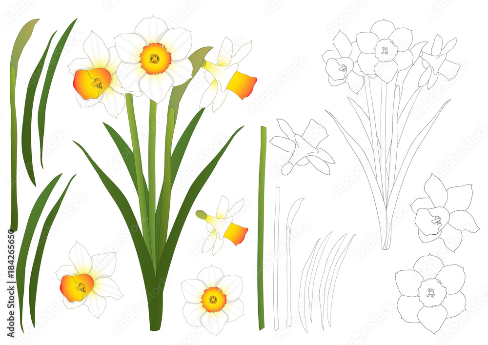 Daffodil - Narcissus Outline