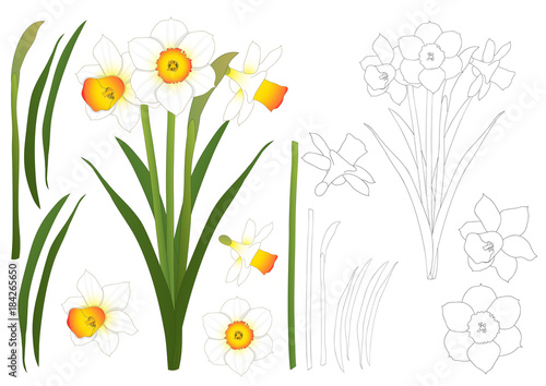 Daffodil - Narcissus Outline