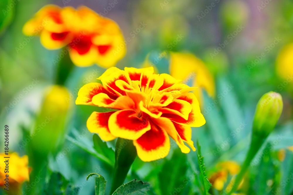 Fototapeta premium Red And Yellow French Marigold Flower