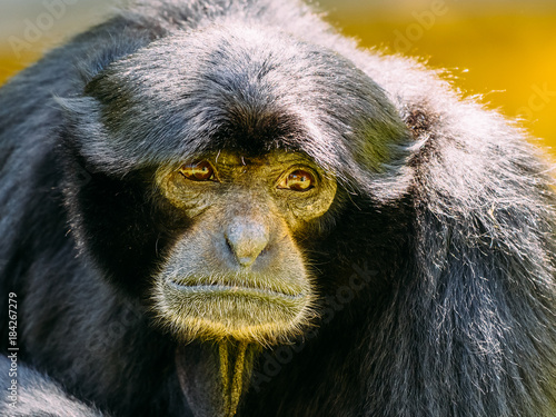 Siamang Black-Furred Gibbon Portrait