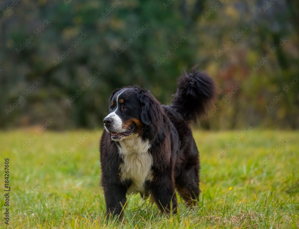 bernese mountaind dog pure breed