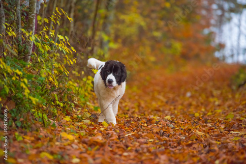 Wallpaper Mural Landseer dog puppy Torontodigital.ca