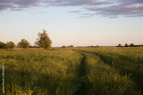field with tall grass, country road receding into the distance on the field