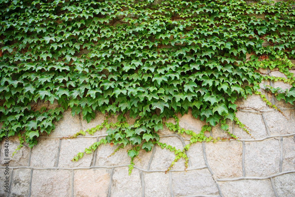 The green ivy curls on a stone wall