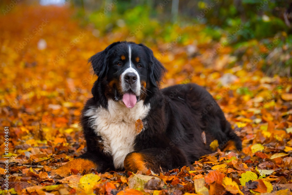 bernese mountaind dog pure breed