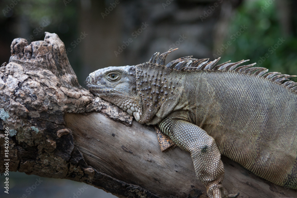 Portrait of a dragon like big Iguana (possibly Cyclura) sitting on a tree in Bali bird park. Portrait of a dragon like big Iguana (possibly Cyclura) sitting on a tree in Bali bird park.