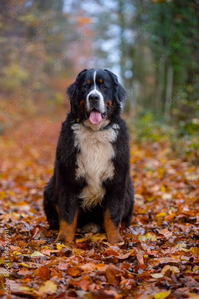 bernese mountaind dog pure breed bernese mountaind dog pure breed