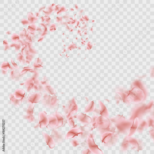 Sakura petals are falling in vortex transparent effect. EPS 10 vector