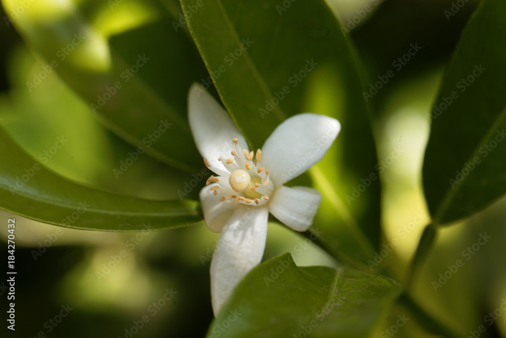 Flower of an orange tree Flower of an orange tree