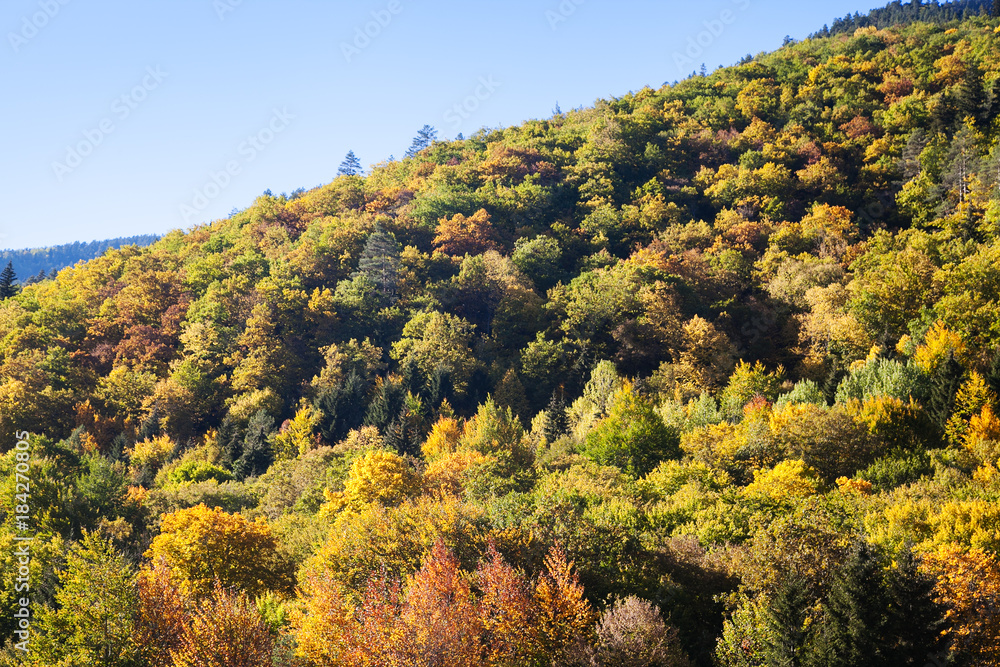 Mountain forest in the fall with blue sky