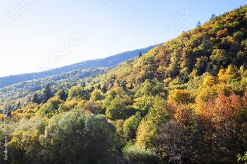 Mountain forest in the fall with blue sky and selective focus